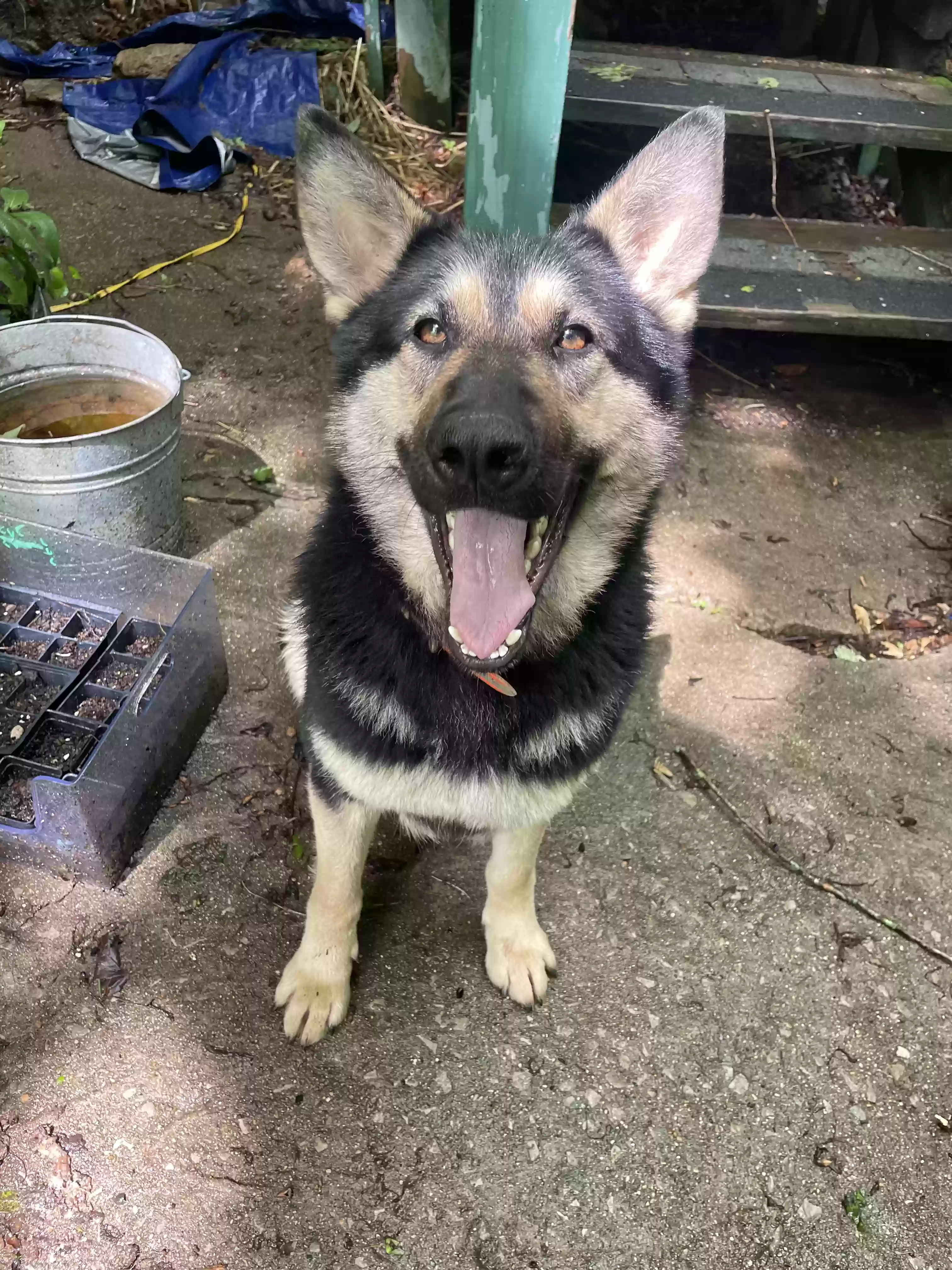 adoptable Dog in Berea,KY named Rosie